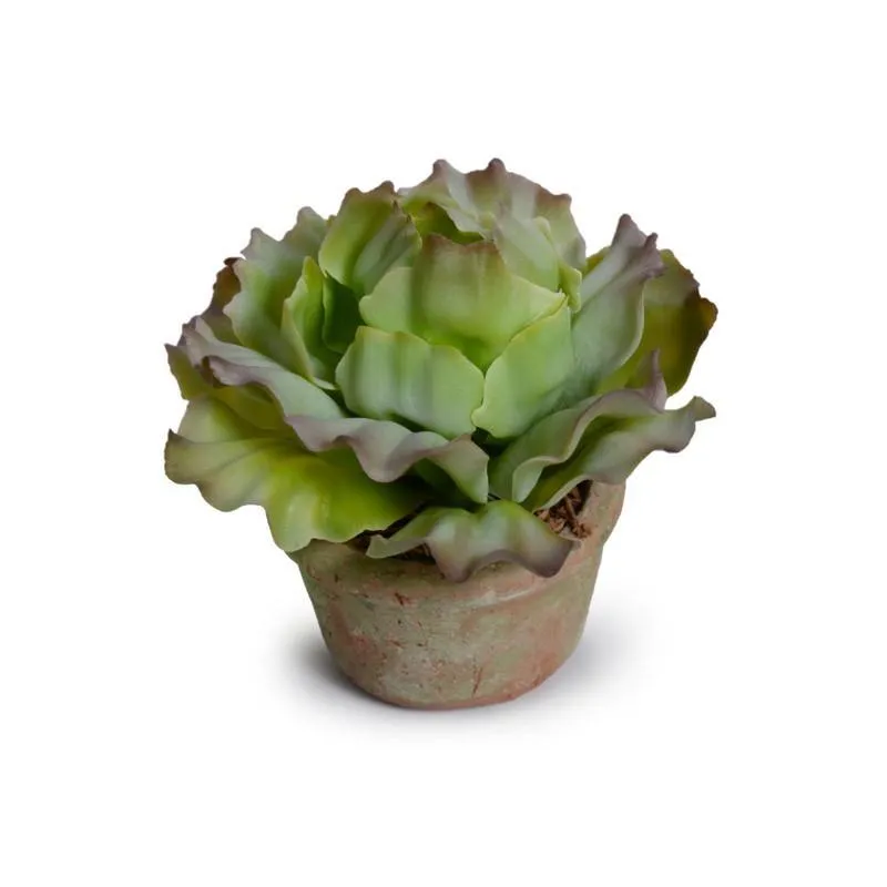 Cabbage Succulent in Rustic Terracotta Pot - Green Brown