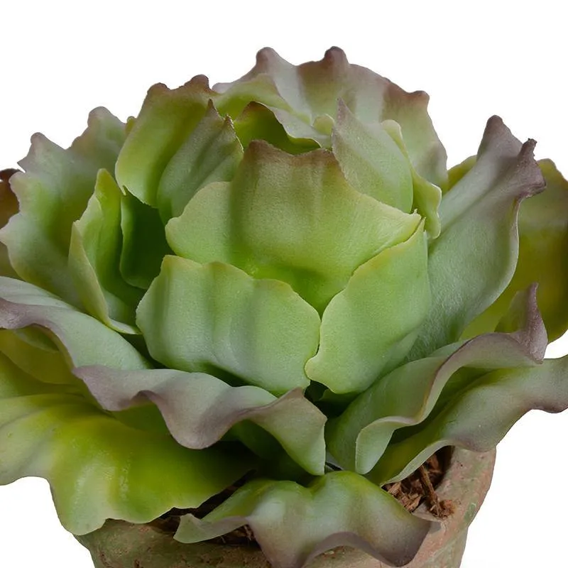 Cabbage Succulent in Rustic Terracotta Pot - Green Brown